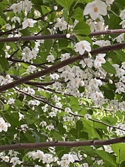 Styrax japonicus