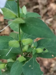 Barleria ventricosa
