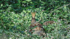 Callipepla douglasii