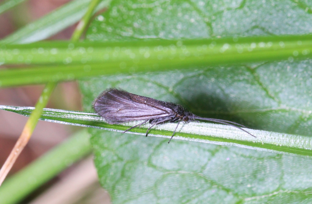 Lithax obscurus