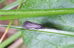 Lithax obscurus