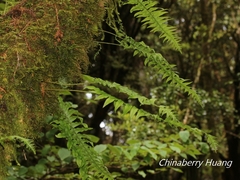 Polypodiodes amoena