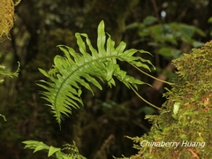 Polypodiodes amoena