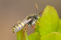 Nomada lathburiana