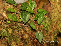 Asarum taipingshanianum