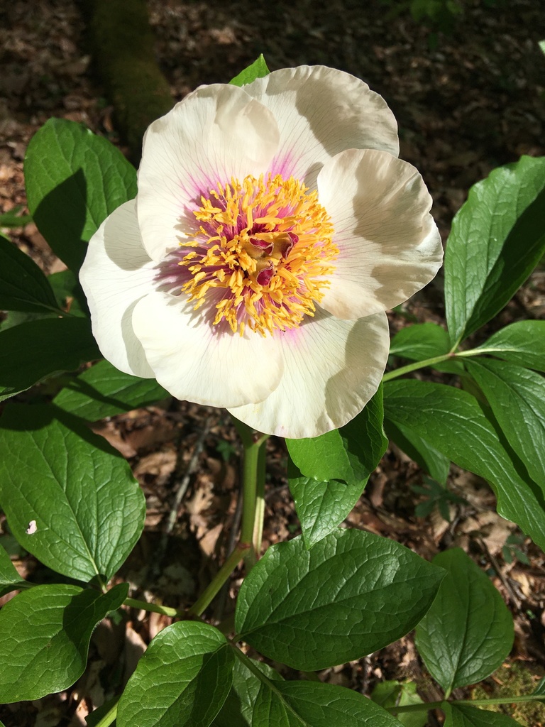 Paeonia × litvinskajae