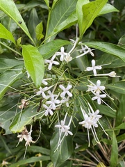 Pavetta hongkongensis