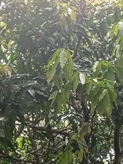Monoon