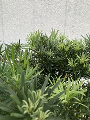 Podocarpus costalis