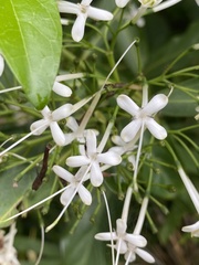 Pavetta hongkongensis