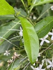 Pavetta hongkongensis