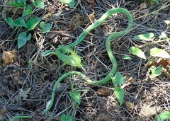 Leptophis diplotropis