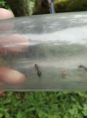 Camponotus pseudoirritans