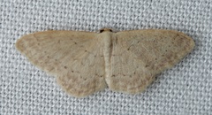 Idaea probleta
