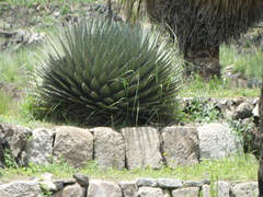 Agave horrida perotensis