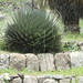Agave horrida perotensis - Photo (c) Carlos Galindo-Leal, some rights reserved (CC BY-NC), uploaded by Carlos Galindo-Leal