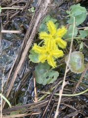 Nymphoides crenata