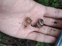 Cyclophorus martensianus