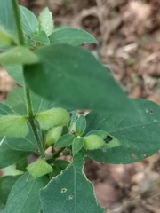 Barleria ventricosa