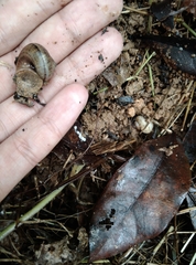 Cyclophorus martensianus