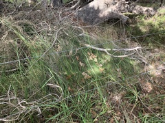 Netrostylis capillaris