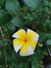 Plumeria obtusa