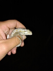 Bradypodion occidentale