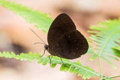 Faunis canens arcesilas