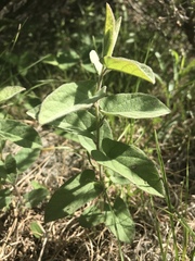 Calystegia spithamaea
