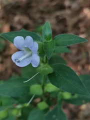 Barleria ventricosa