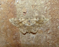 Scopula luridata