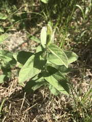 Calystegia spithamaea