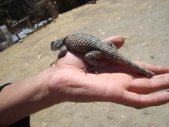 Sceloporus mucronatus