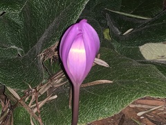Colchicum