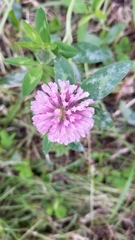 Trifolium pratense