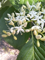 Cornus controversa