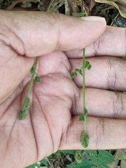 Myriopteris alabamensis