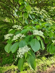 Cornus controversa