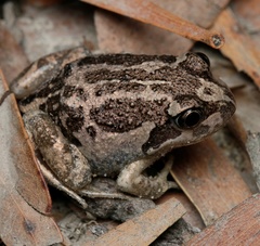 Limnodynastes dumerilii insularis