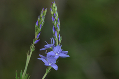 Veronica teucrium