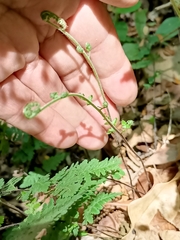 Myriopteris alabamensis