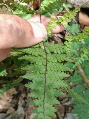 Myriopteris alabamensis