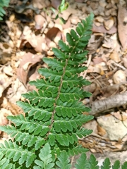 Myriopteris alabamensis