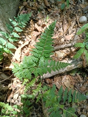 Myriopteris alabamensis