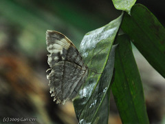 Zeuxidia aurelius aurelius