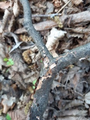 Peniophora laeta