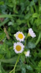 Erigeron philadelphicus