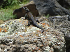 Sceloporus mucronatus