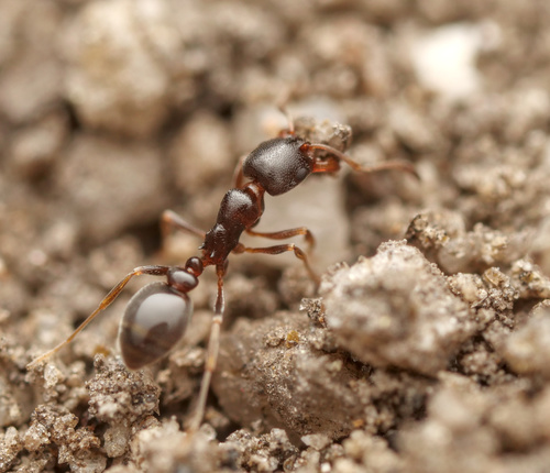 Cardiocondyla elegans · iNaturalist