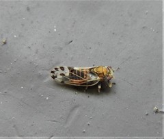 Cacopsylla pulchella